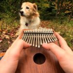 Kalimba Nasıl Çalınır? 13 kalimba nasıl çalınır?