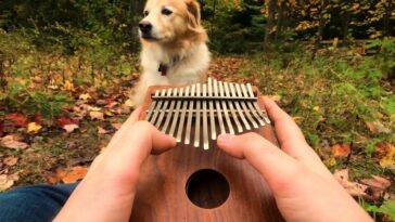 kalimba nasıl çalınır?