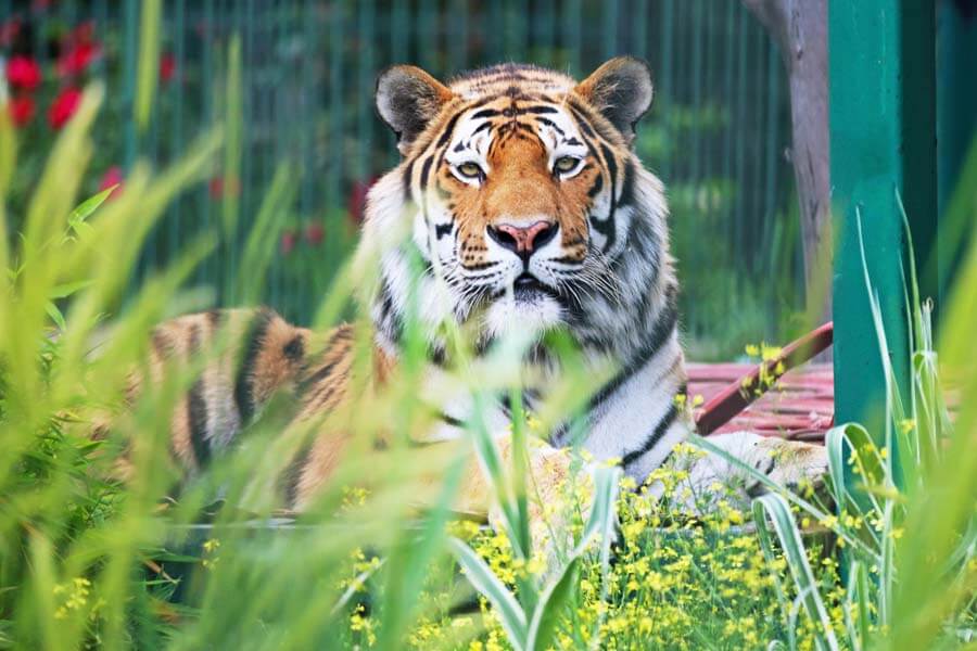 8 faruk yalcin zoo 1