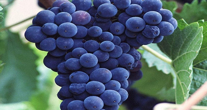 Siyah üzüm tüketin! 8 h5