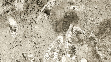 Nesli Tükenen Hayvanlar